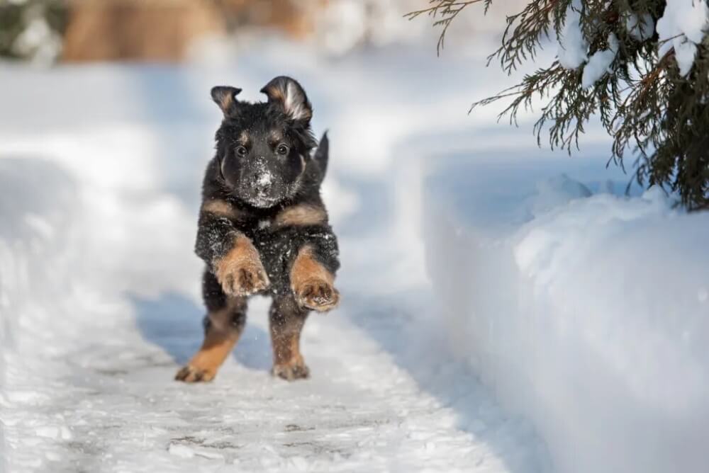 German Shepherd puppy in winter