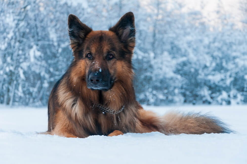 How Cold Is Too Cold for German Shepherd: 8 Rule
