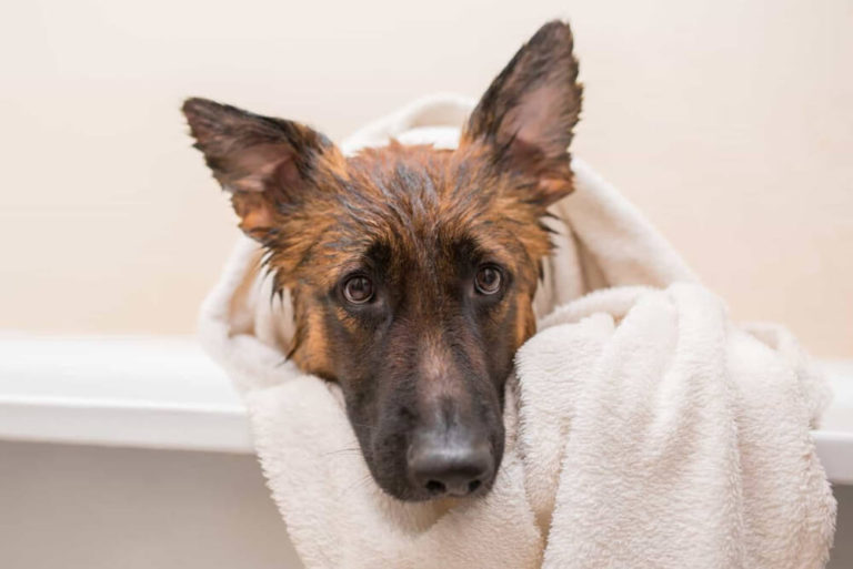 How Often Should You Bathe A German Shepherd 9 Points To Do