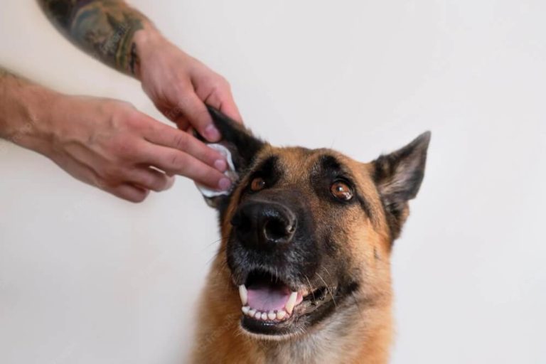 How To Clean German Shepherd Ears Correctly 10 Steps Guide
