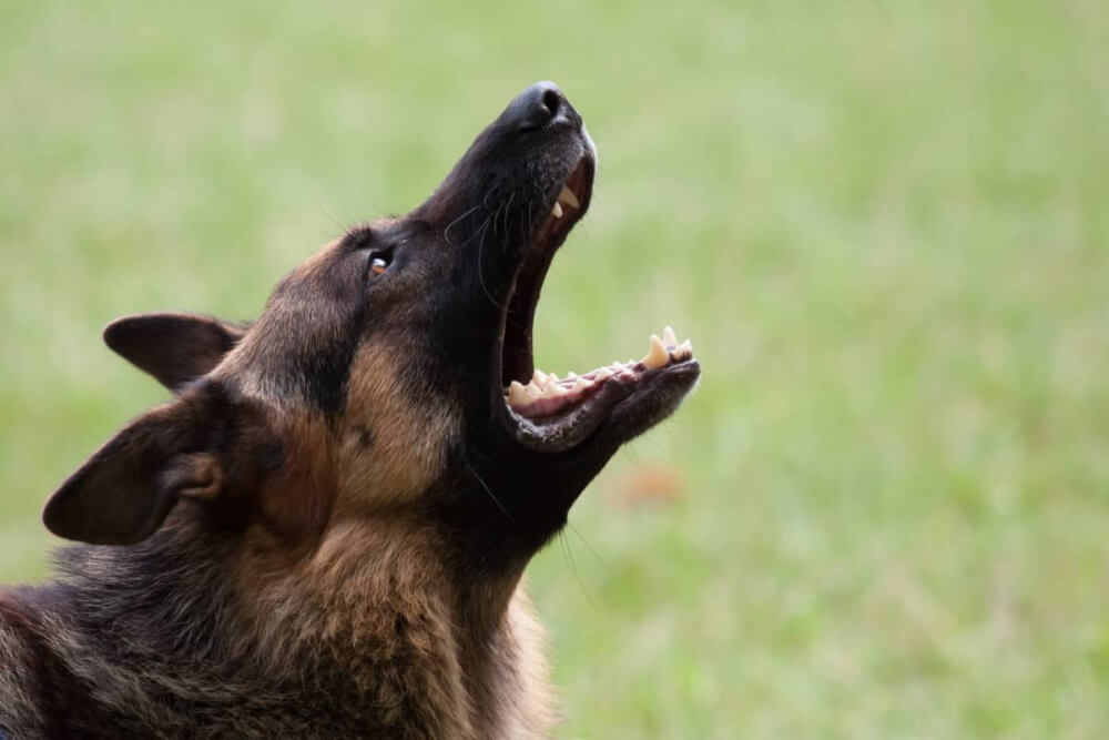 How to Stop German Shepherd Barking: 6 Answers to Hot FAQ