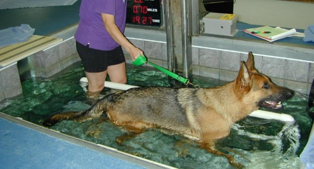 Swimming is great for strengthening back legs