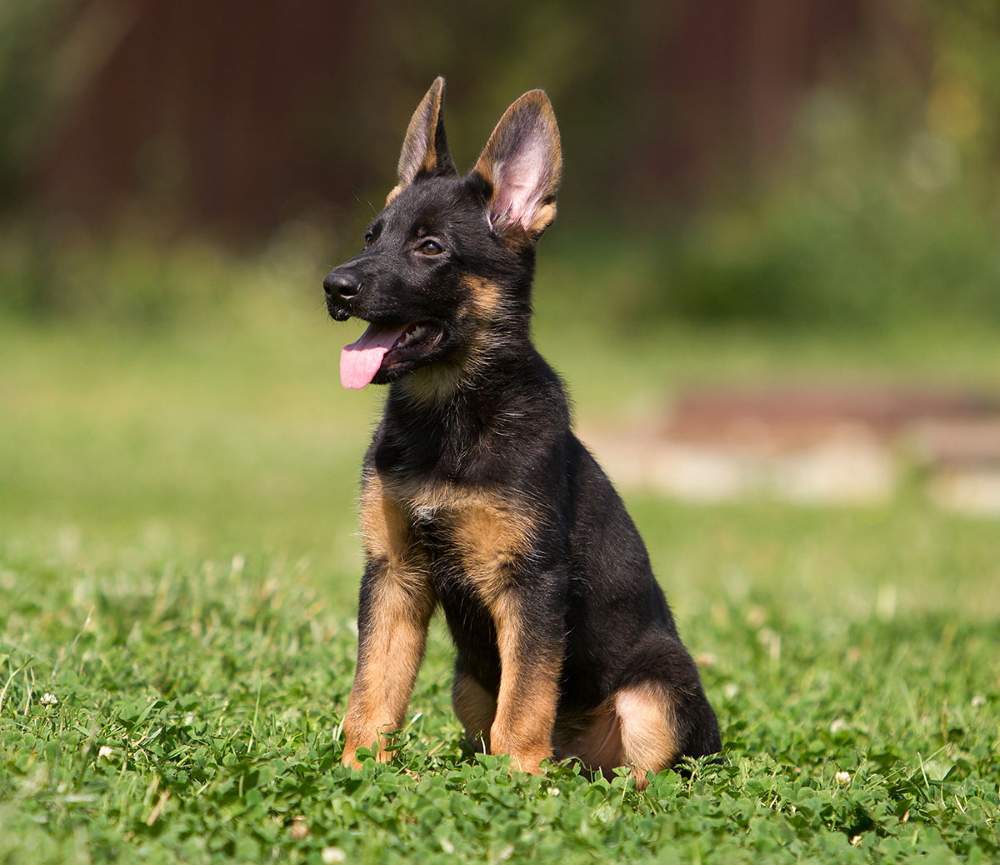 3-month-old German Shepherd pup