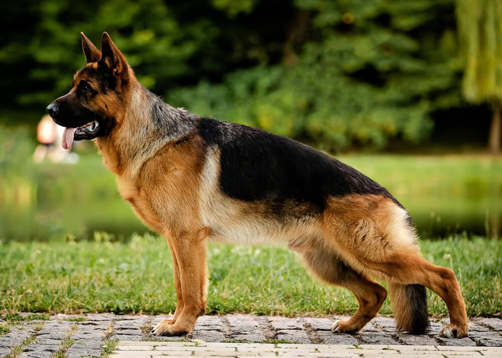 To determine the pureblood in GSD breed