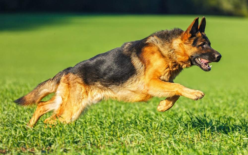 German shepherds have very strong paws