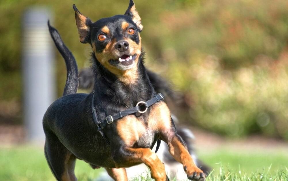 The energetic German Shepherd Chihuahua Mix is running