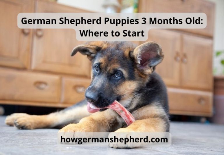 German Shepherd Puppies 3 Months Old What To Expect
