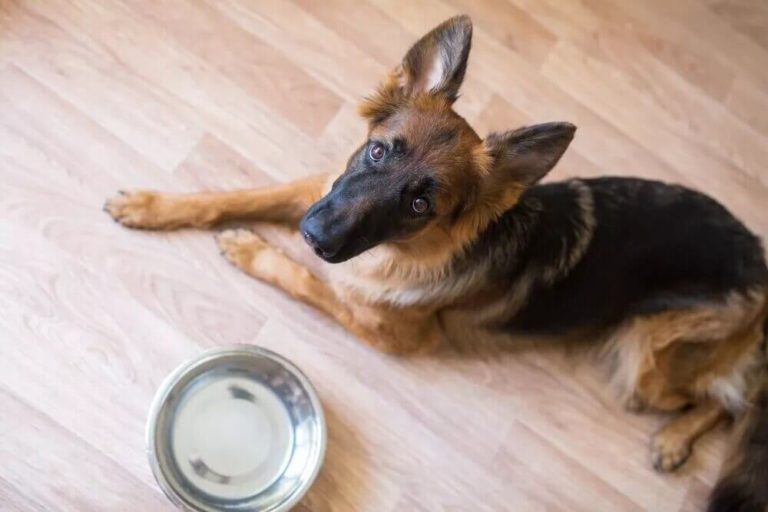 How To Make My German Shepherd Gain Weight 3 Ways Food