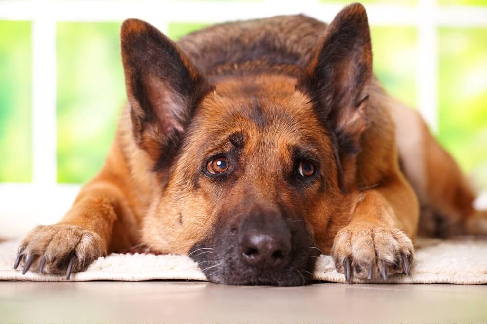 How to cut German Shepherd nails: Tips And Step-by-step Plan