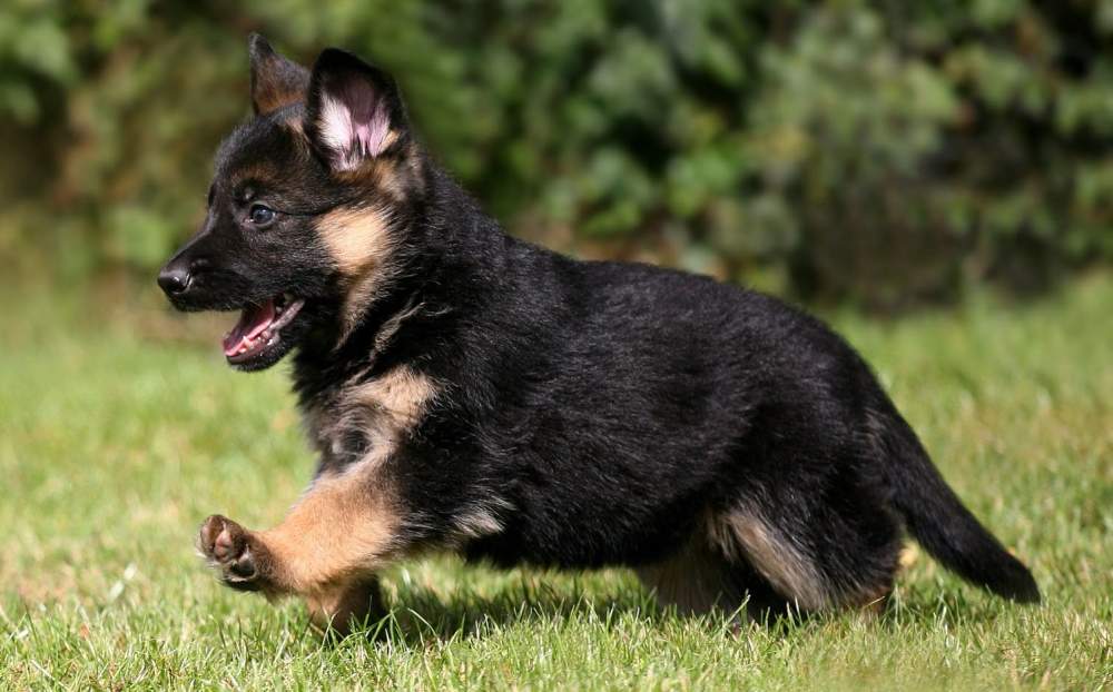 How to tell if a German Shepherd pup is a purebred