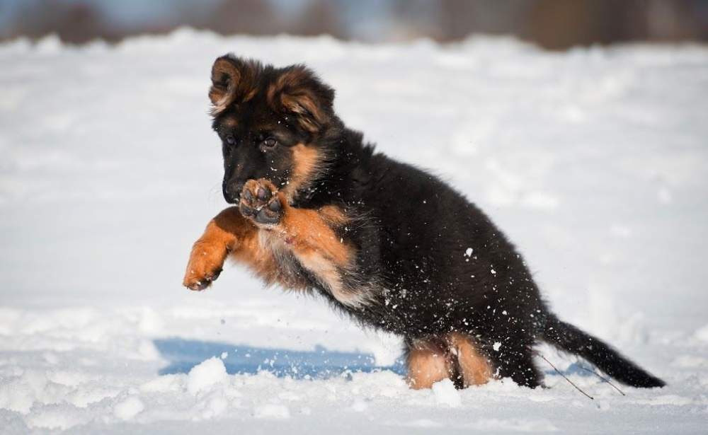 GSD puppy on a winter walk