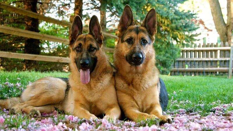 Male vs Female German Shepherd: Character Differences You Better Know