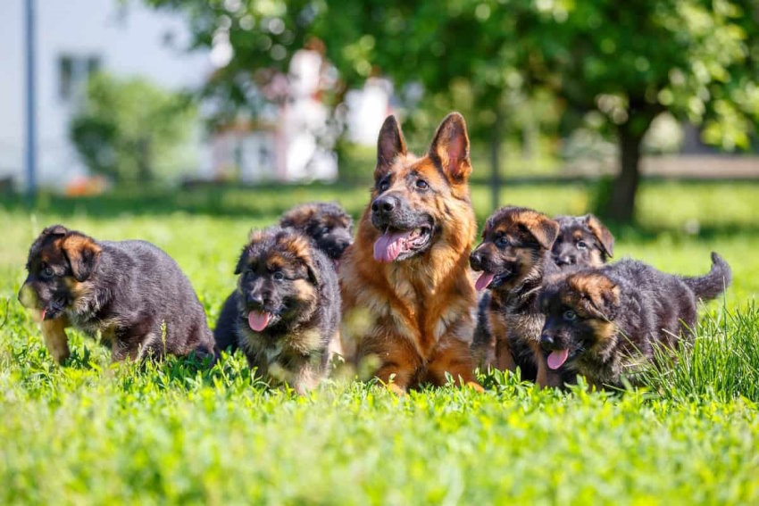 Purebred German Shepherd Puppies Price
