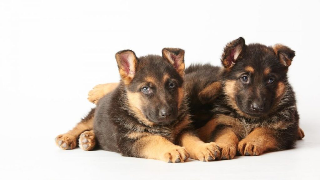 how to socialize a german shepherd puppy
