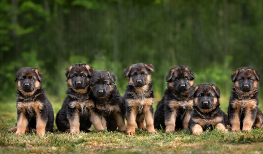 Cost of German Shepherd Dogs
