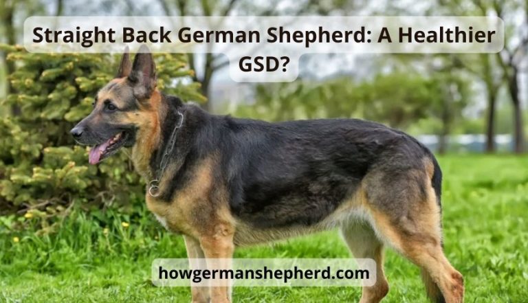 Straight Back German Shepherd: Difference Between Back’s