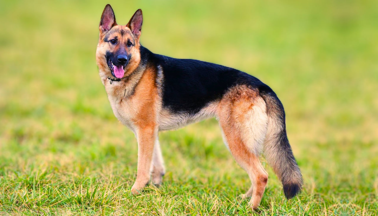 What Do German Shepherds Usually Die From: Causes Common